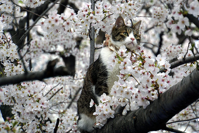 桜猫♪.jpg